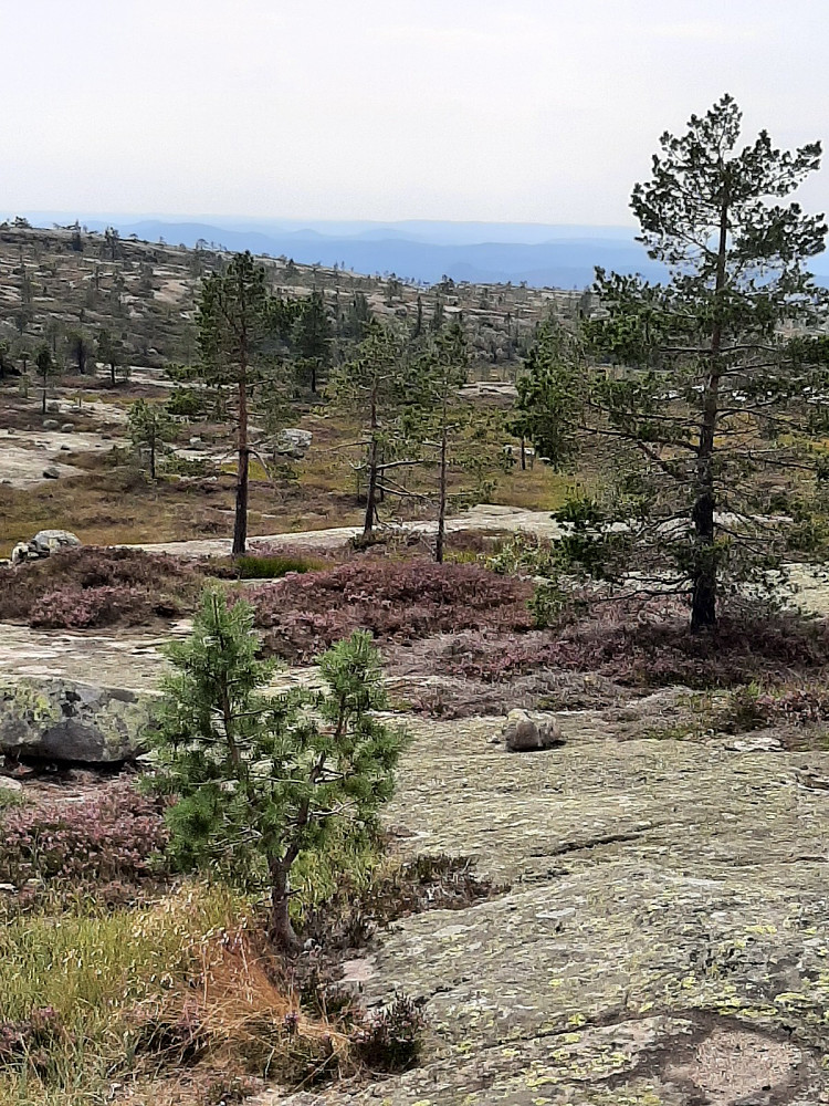 Toppområdet