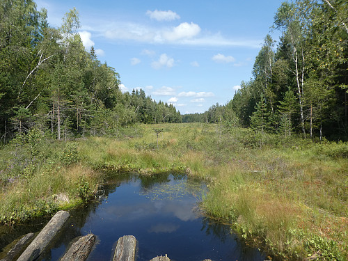 Langevann seii fra kloppen. Midt på bildet og litt til venstre klarte jeg å fotografere et rådyr i full firsprang over myra.