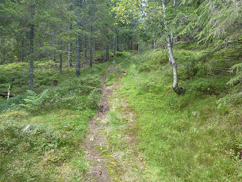 Fin sti hele veien opp. Litt myrete og vått enkelte plasser.