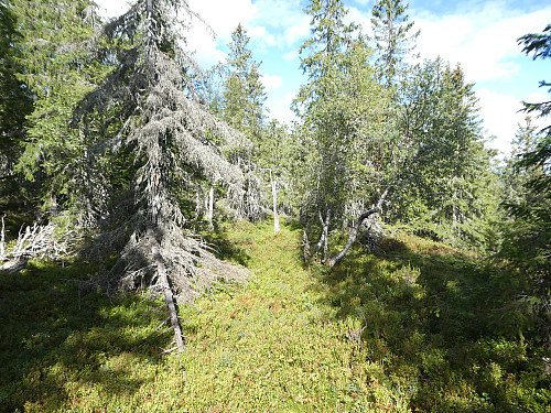 Blåbærbushing.