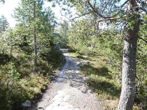 Atv-veien somjeg fulgte inn til hytta.