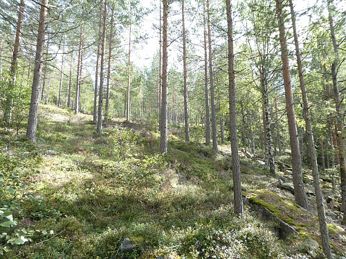 Fulgte først en traktorvei oppover et lite stykke for deretter å å frigå oppover. Fint slakt terreng å gå i.