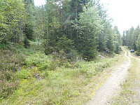 Bamse_20200906_5f547907b10f5.jpg