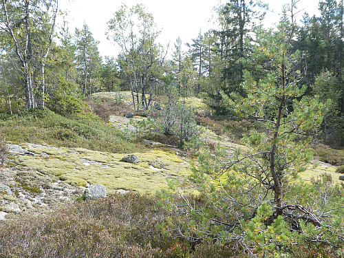 Toppområdet
