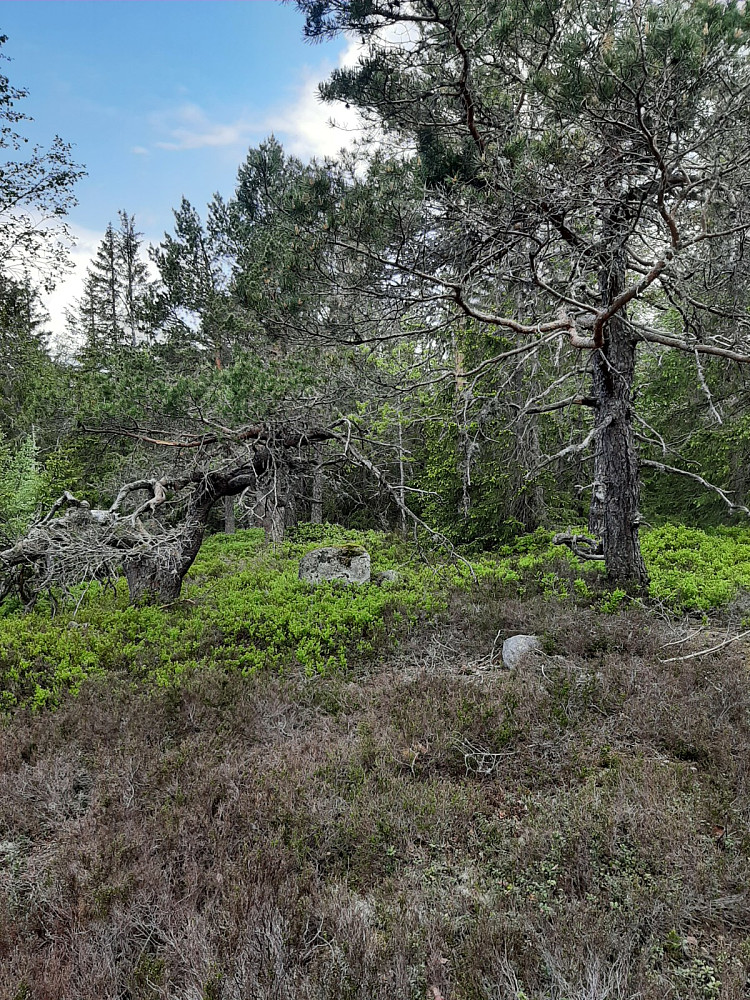 Sems-Vealøs