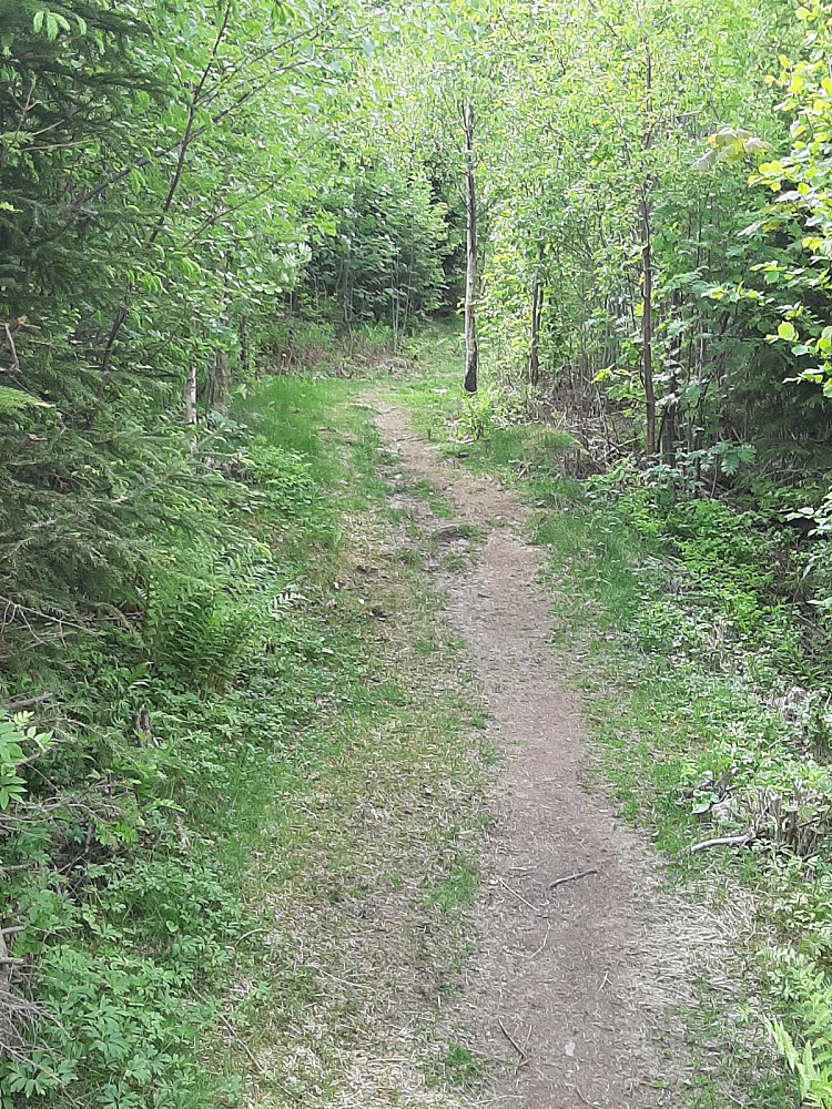 Flott sti helt opp til toppen
