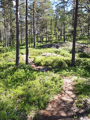 Fin merket sti både opp og ned. Her på vei opp.