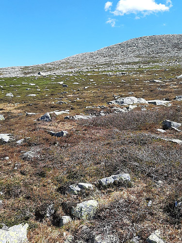 Her tok jeg av stien og tok sikte mot fjellryggen. 