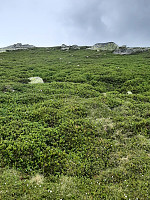 Bamse_20210626_60d73b0812128.jpg