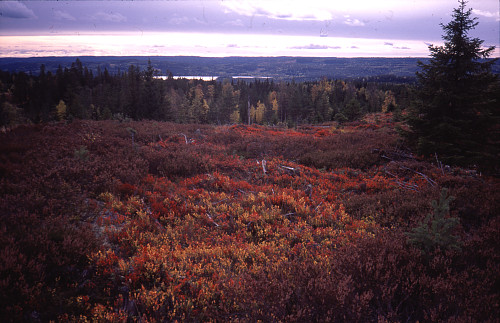 Fra Svartkollen (1994). Lynghei mot Øysjøen.