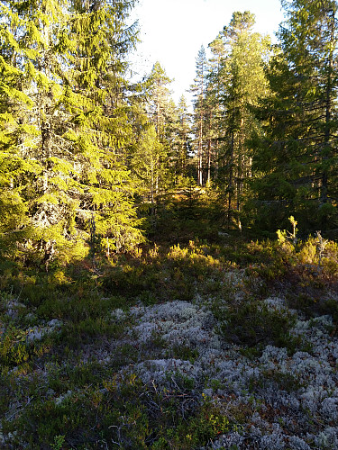 Tidlig kveld på Knutsbråteberget