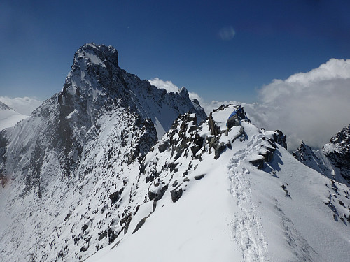 Piz Bernina hovedtopp fra toppen av Biancograt