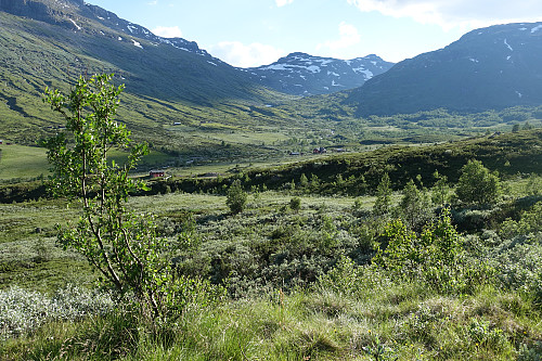 Bergestølane, og knipper
