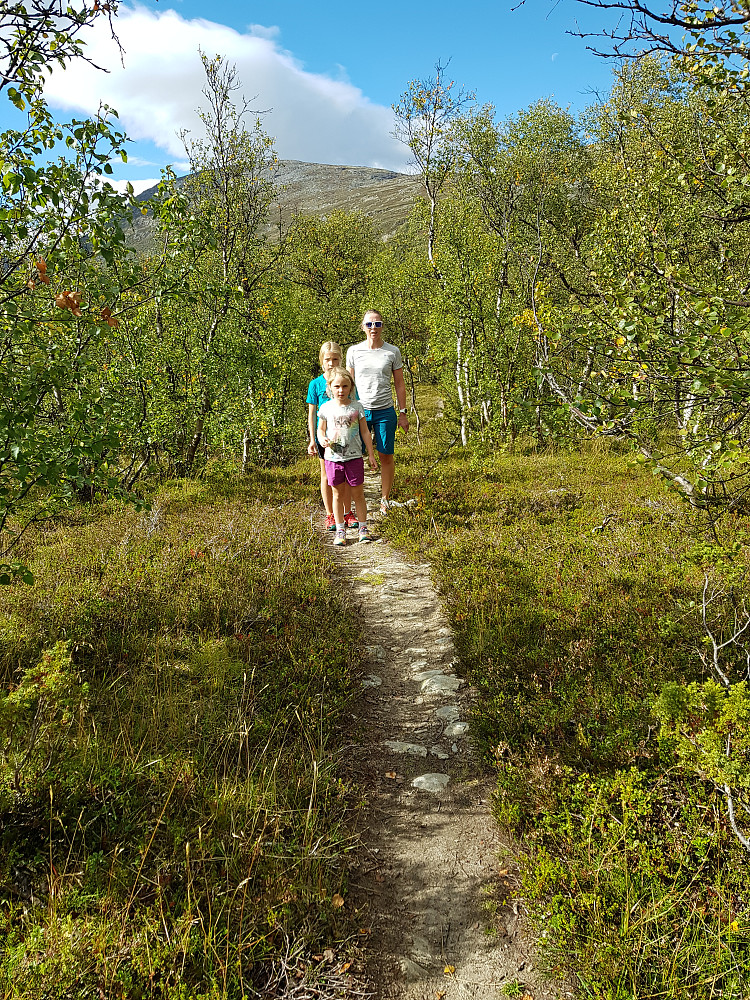 Flott sit oppover Bjørkeskogen