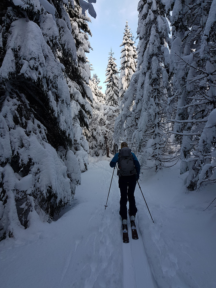 Snøen henger fortsatt i skogen etter 1 uke med finvær