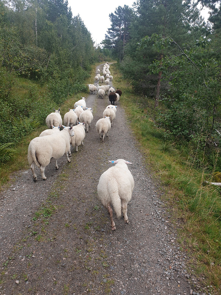 Dagens første fangst