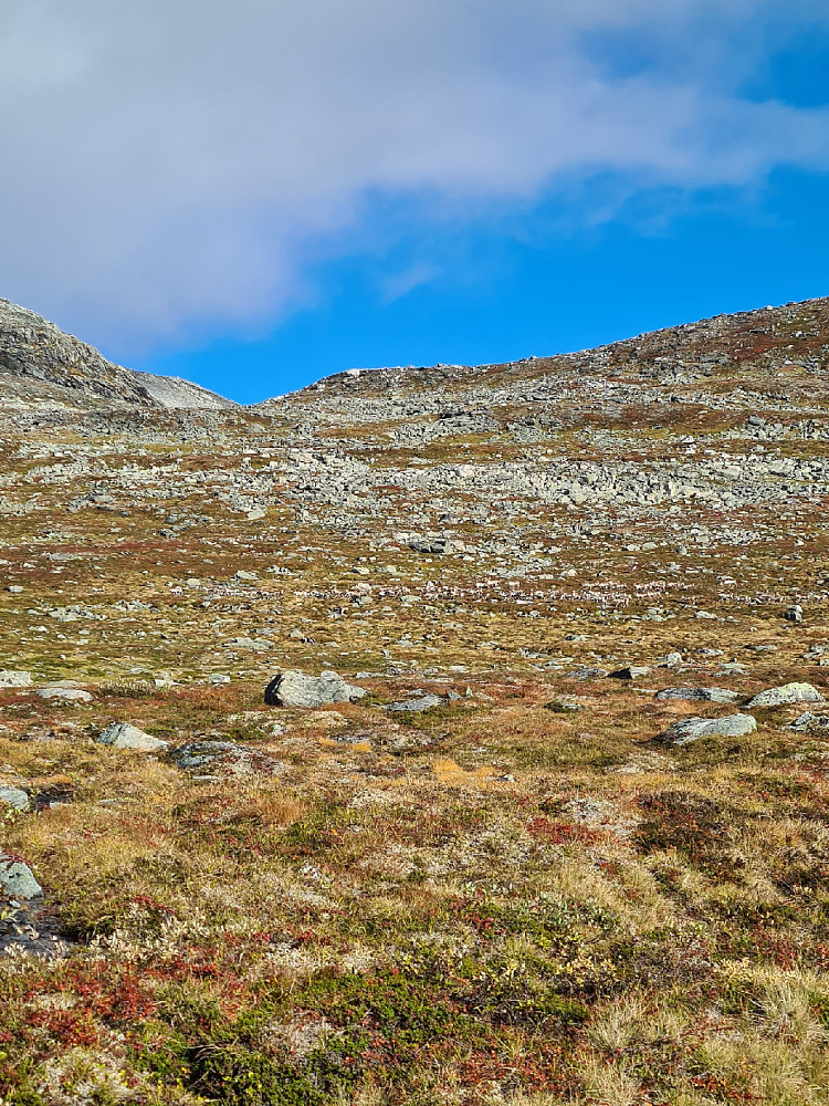 Over 100 reinsdyr kom over yste Gråhøsnyta