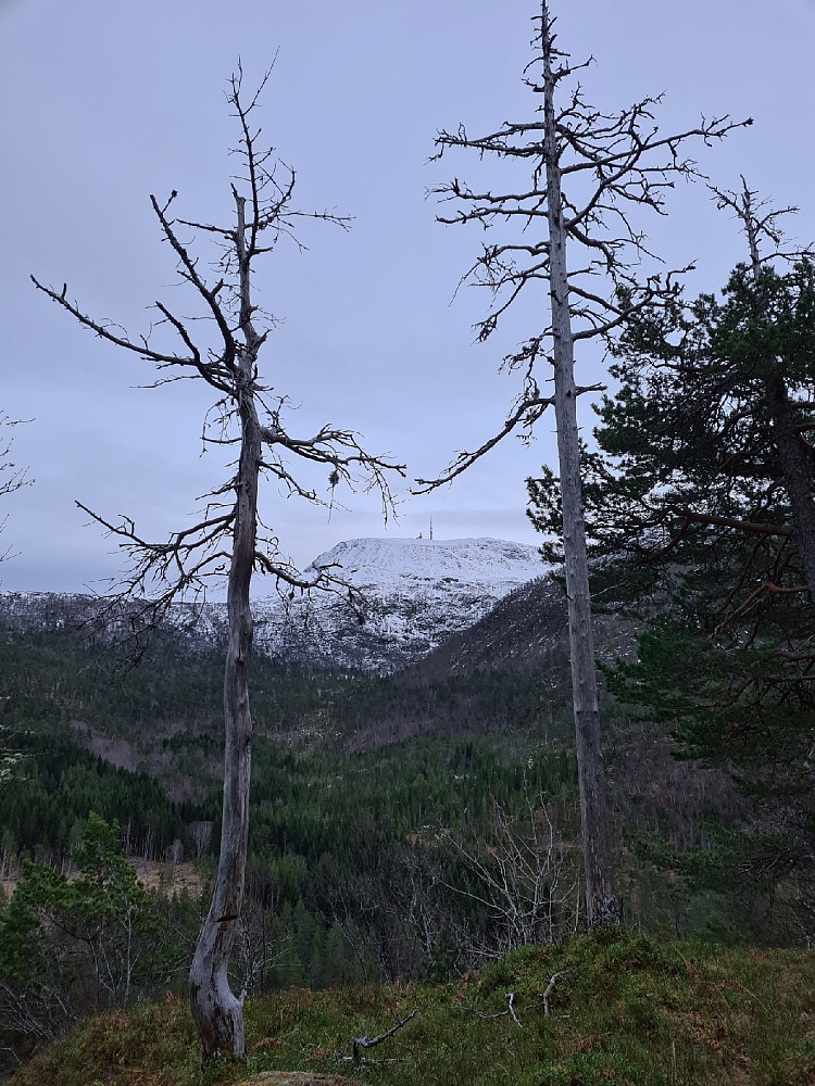 Fra Trollhaugen mot Reinsfjellet