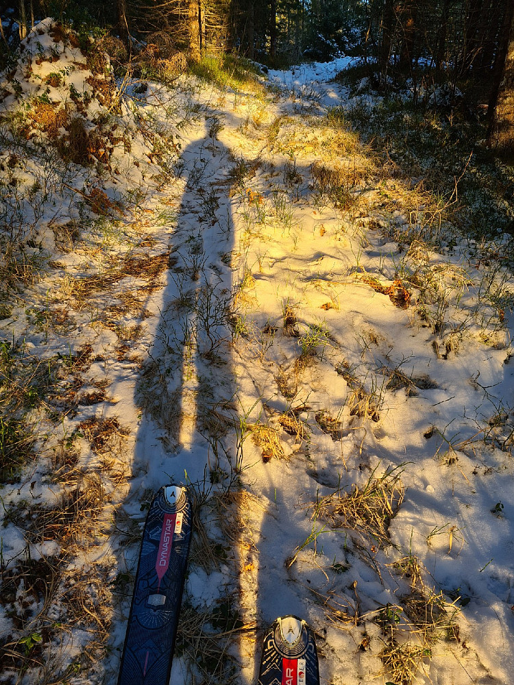 Tynt oppi skogen