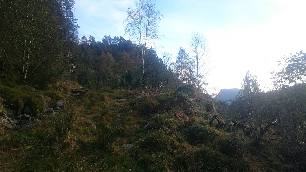 Sise del av traktorveien opp mot øverste høydedrag (ved ca. 200 moh). Våganipa synes i bakgrunnen