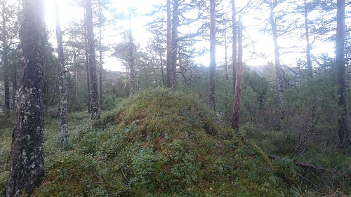 Nokså lik høyde, men antagelig litt lavere