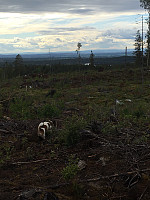 Harex_20190526_5cea3a587dfa6.jpg