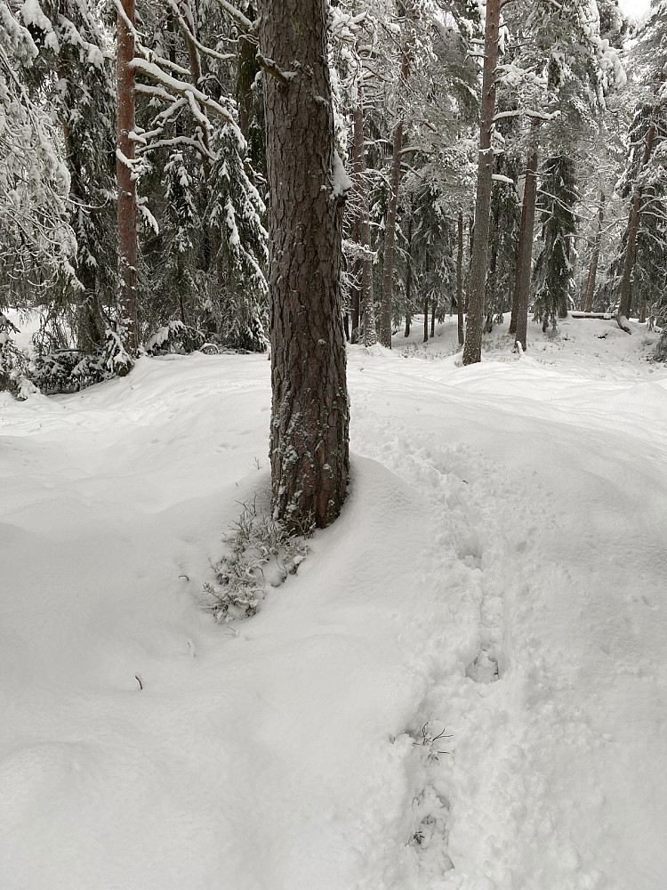 Lindebergåsen Nordvest