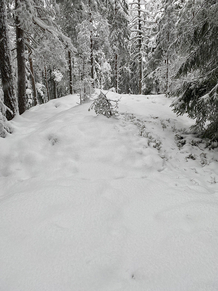 Lindebergåsen