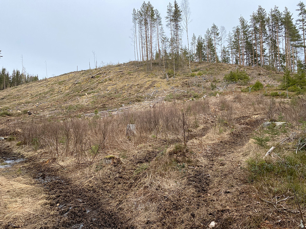 hogsfelt helt opp på toppen av Lemberget. Var lettest å gå der jeg gikk ned, på høyre i bildet og rett frem mot toppen når du kommer nedenfra.