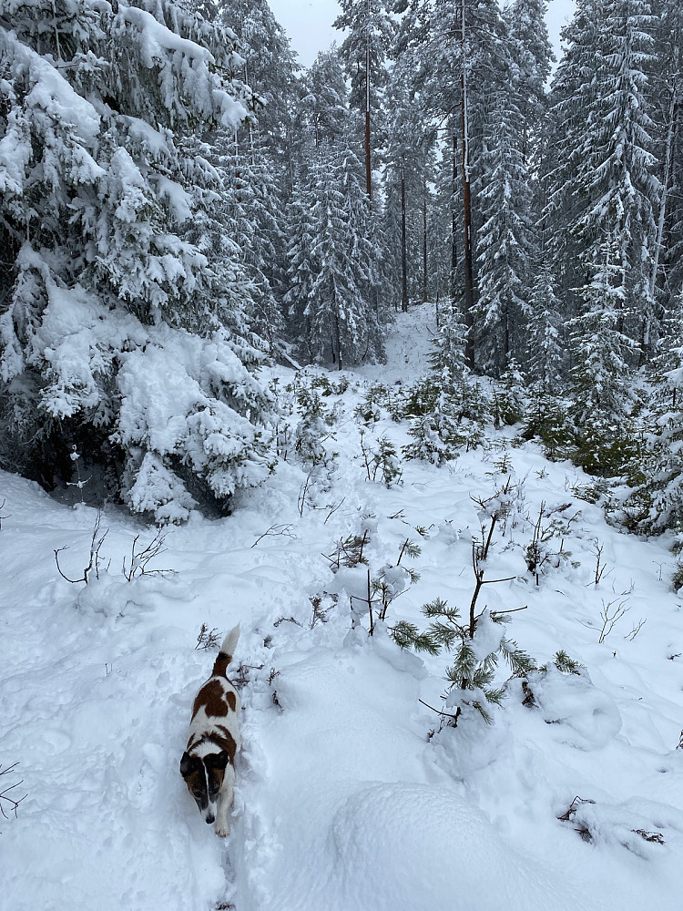 Fint å gå oppover her selv om de var kommet bra med snø
