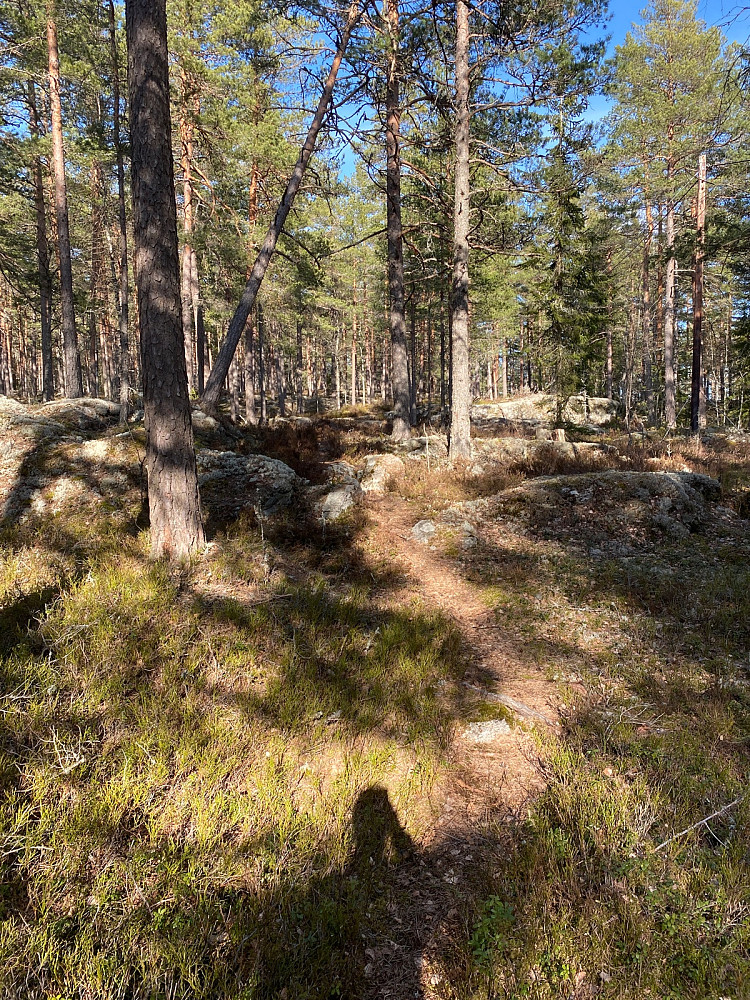 Vakkert og lettgått på sti rett mot toppen omtrent på kommunegrensa