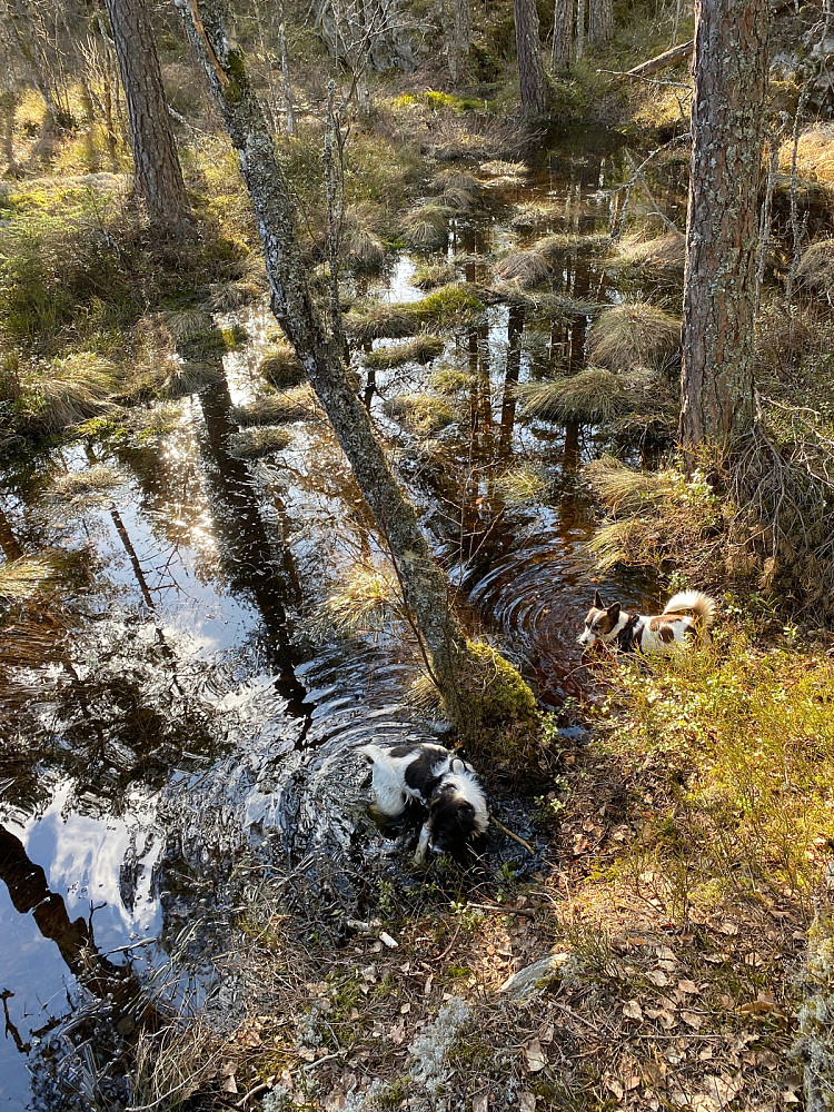 Plutselig et lite tjern nord for masta hvor to fornøyde hunder så sitt snitt til litt drikke og bading