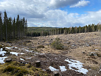 Litt utsikt i overkant av et hogstfelt fra ca 285 moh.|. large