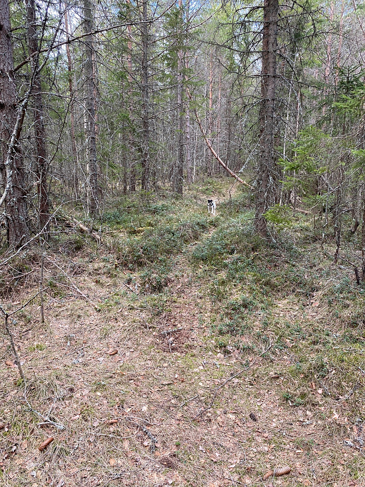 Ikke lett å finne stien opp til Høgåsen i svingen, men den tar av der svingen begynner og det så bare ut som en liten bekk i begynnelsen. Etter hvert ble det imidlertid veldig lettgått og fint.