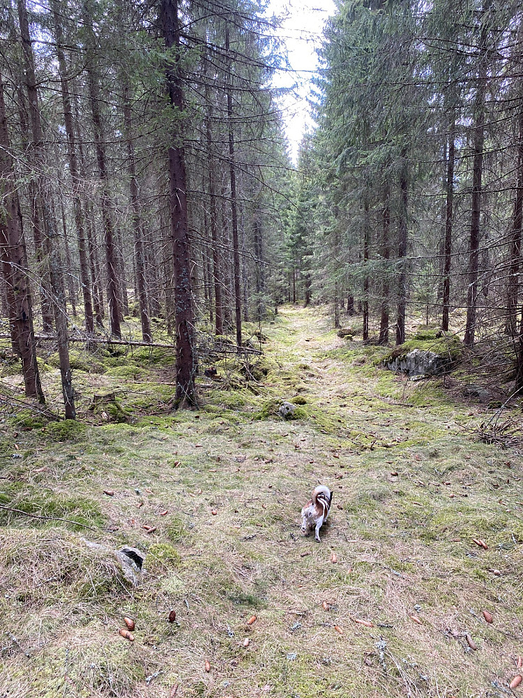 Kom etter hvert inn på en lysning/gammel hogstvei som jeg fulgte et godt stykke nedover inntil jeg syns den svingte vel mye sørover.