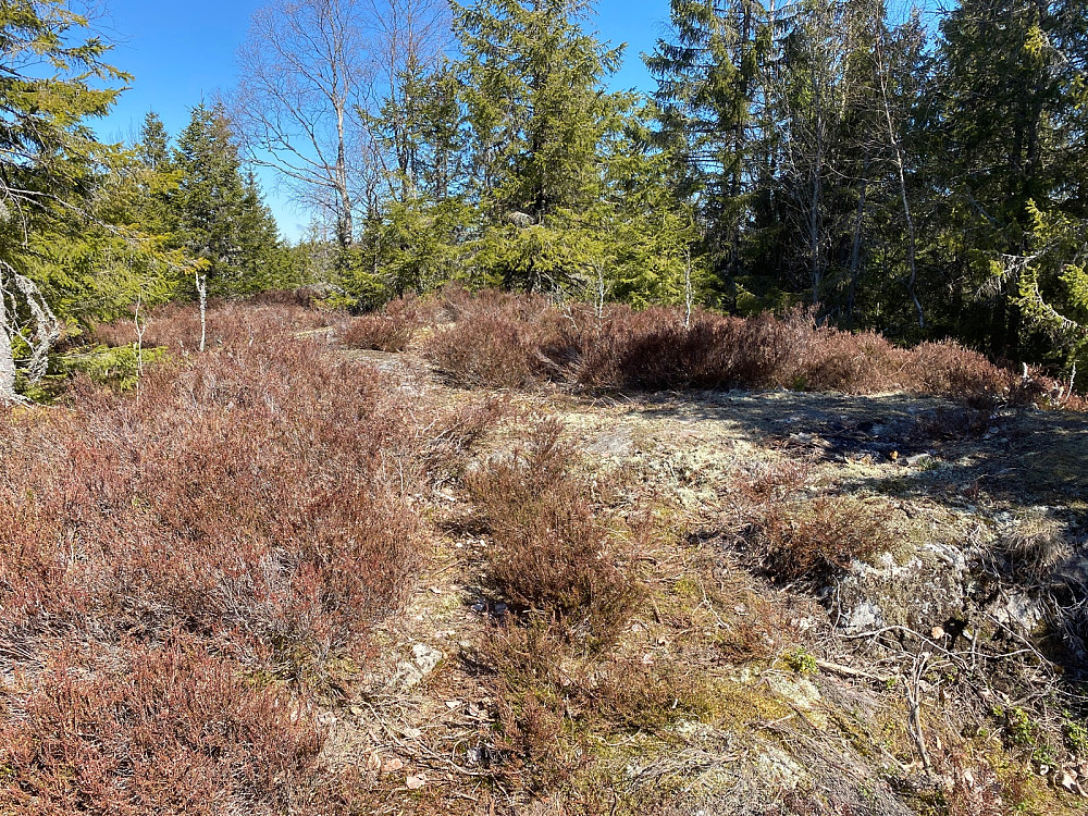 Pølseberget 313 moh