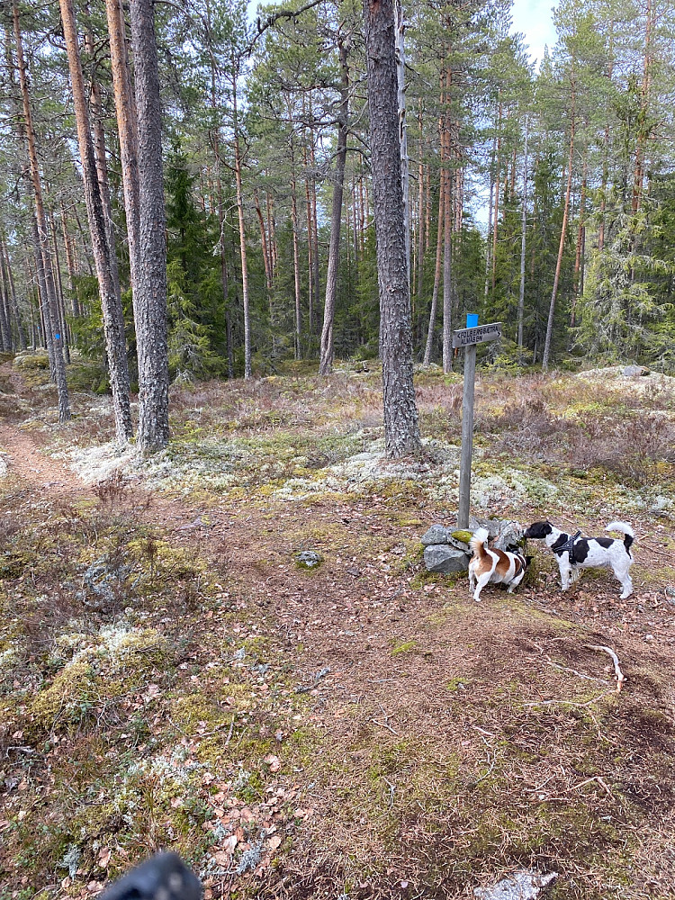 Men 50 m lenger frem delte den blåmerka stien seg og jeg fulgte skiltet mot Almåsen til høyre