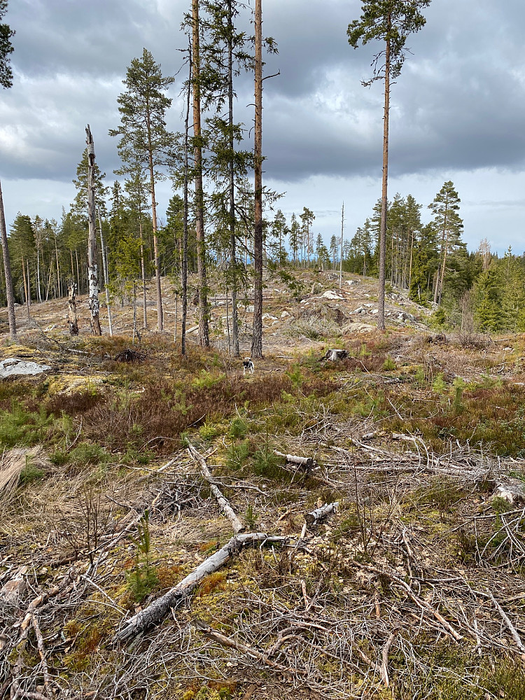 Hogstfelt litt forbi toppen