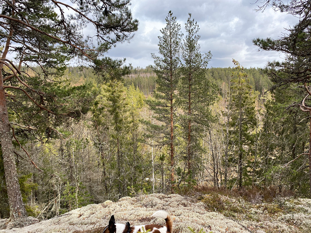 Fra toppen mot Almåsen