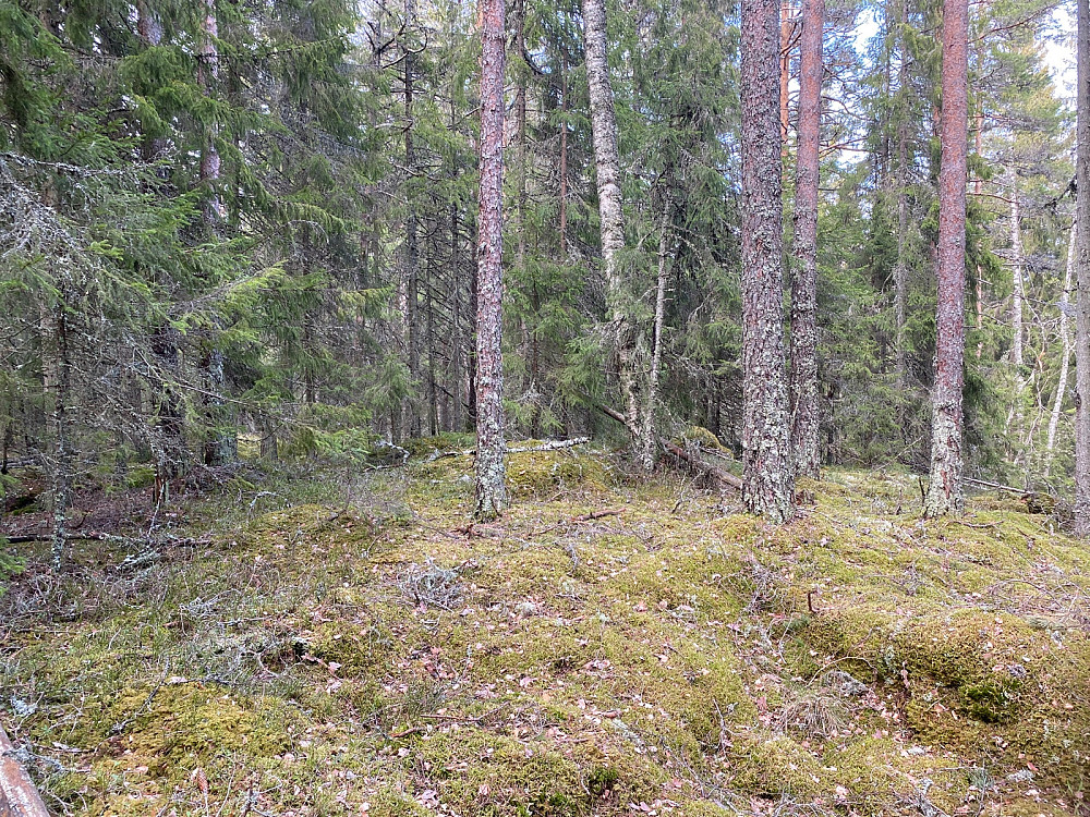 Ringmarkhaugen, en typisk skogstopp uten utsikt.