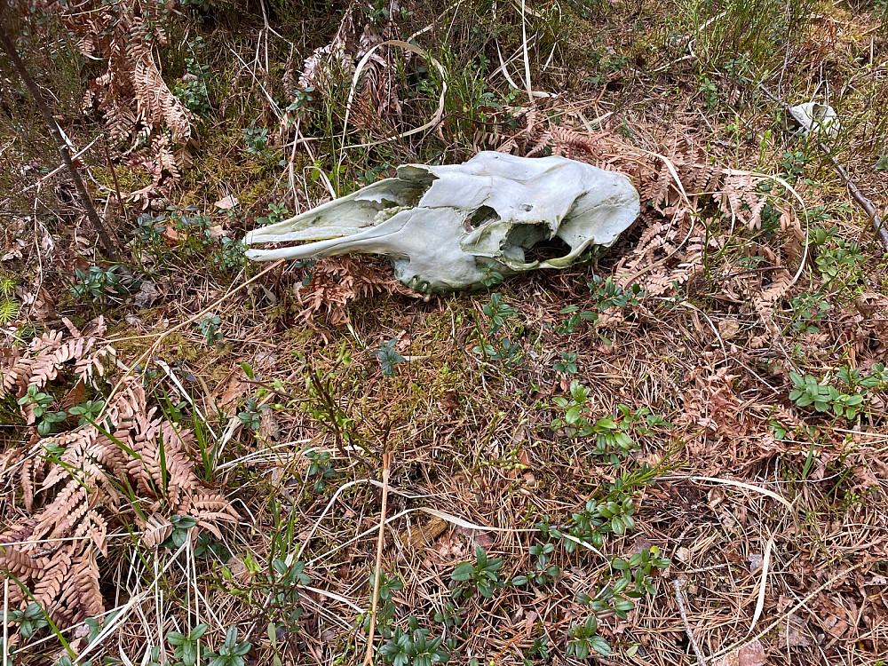 Dødningsskallen …