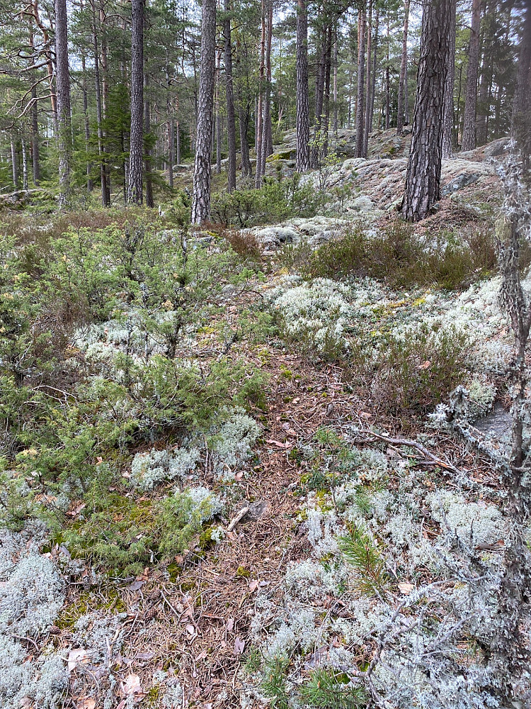 Fant stien etter kjerreveien tok slutt