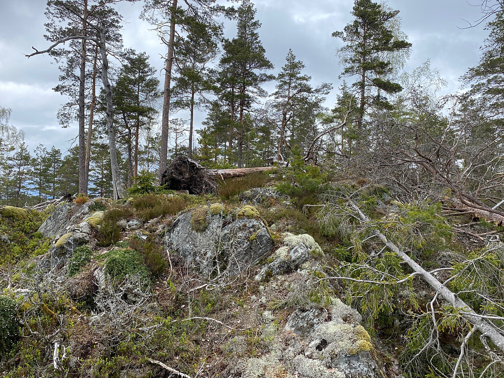 Toppen av Svinåsen