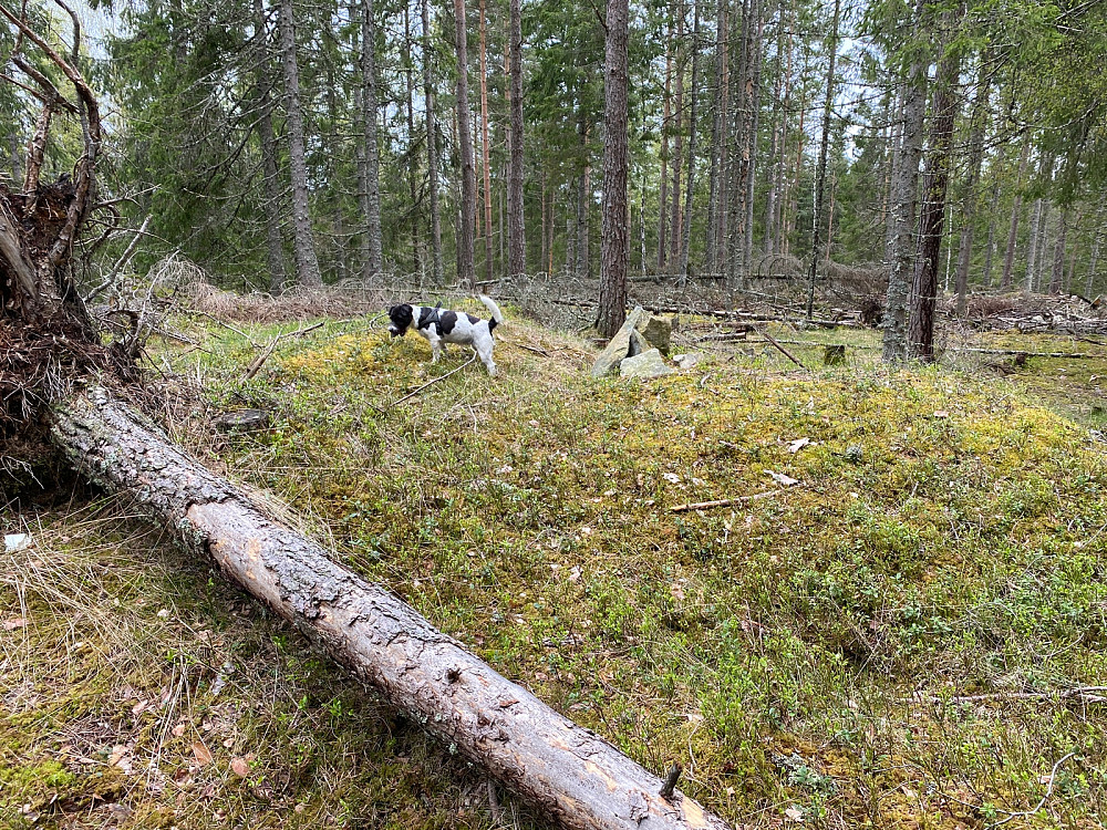 Skimter litt utsikt mellom trærne