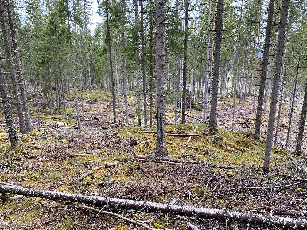 Hele åsen er et eneste stort hogstfelt, men greit å gå likevel