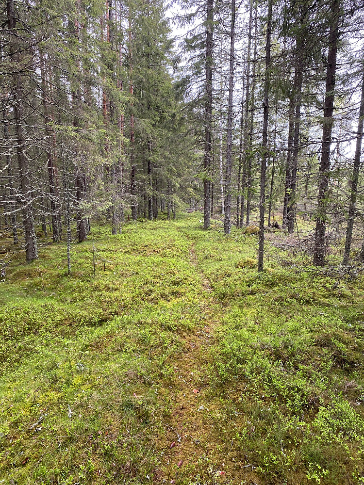 Til tider vakker og lettgått sti som her og andre steder nesten umulig å følge.