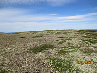 Flatt på toppen av Måsåfjellet