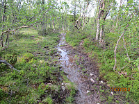 Noen våte partier på stien i skogen