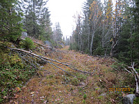 Fulgte en skogbilvei i starten
