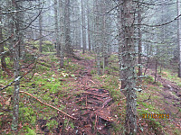Fant deretter en sti i skogen som jeg fulgte til et hogstfelt